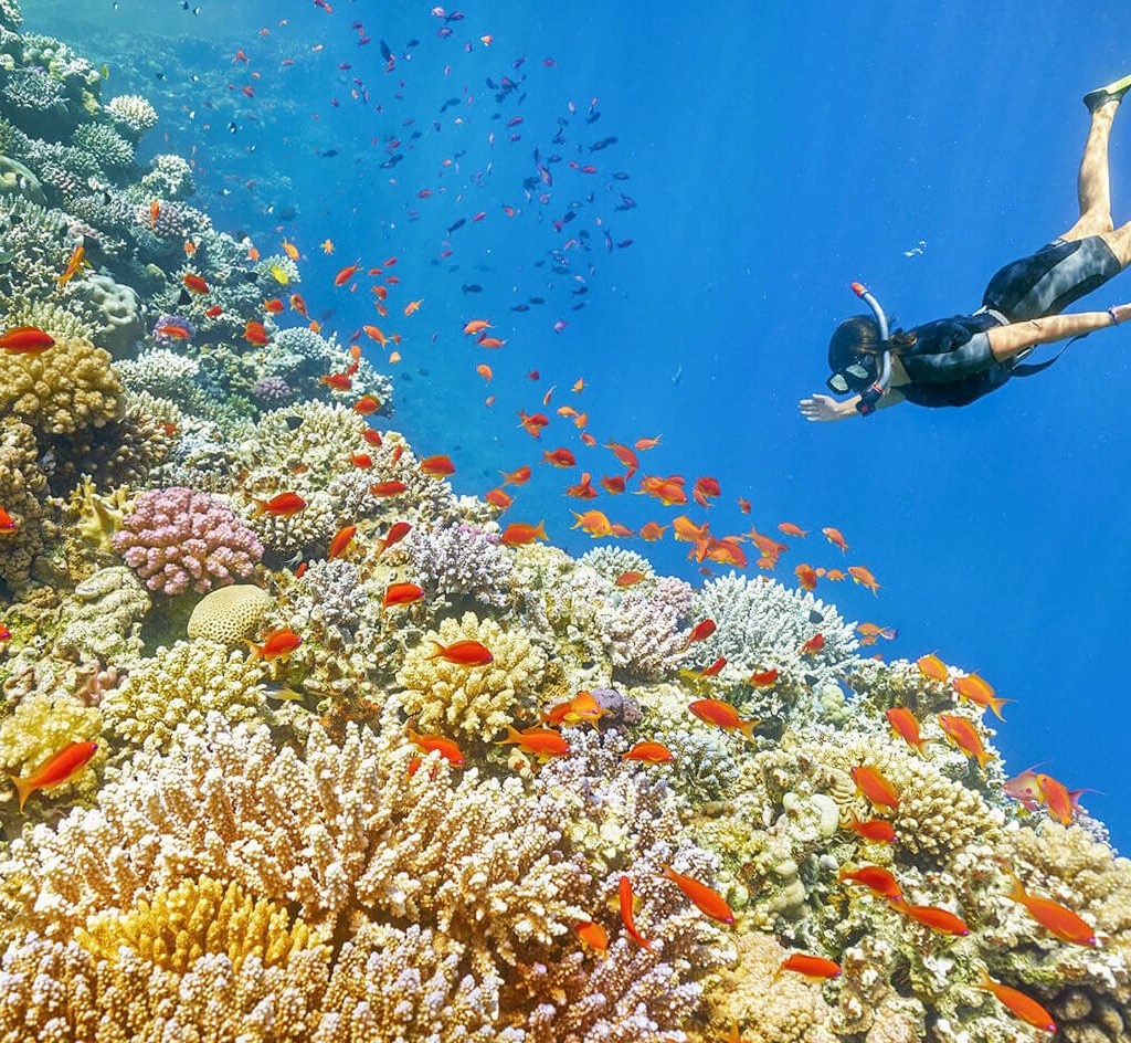 A-picture-of-one-of-the-dives-in-the-waters-of-the-Red-Sea